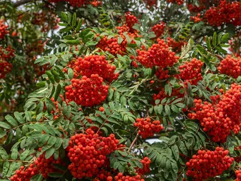 Jarząb pospolity 'Fastigiata' - zdjęcie 2