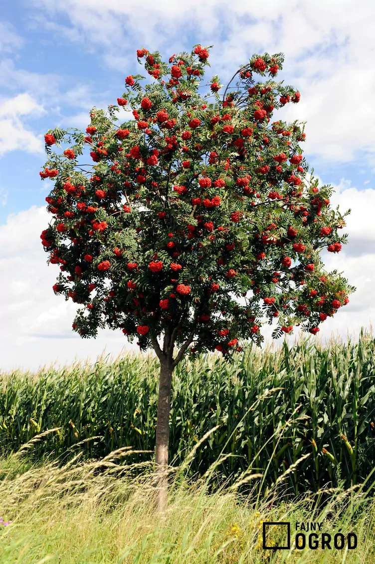 Jarząb pospolity 'Fastigiata'