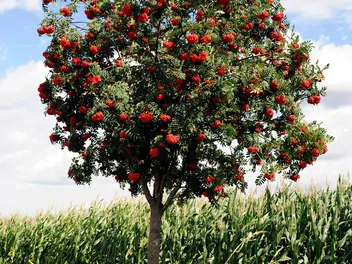 Jarząb pospolity 'Fastigiata' - zdjęcie 3