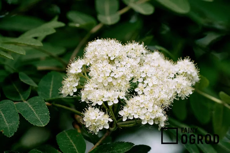 Jarząb pospolity 'Fastigiata'