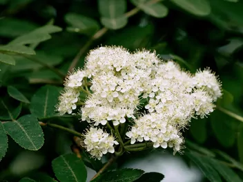 Ilustracja rośliny jarząb pospolity 'fastigiata'