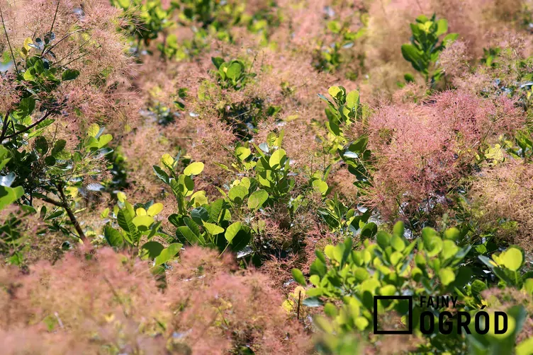 Perukowiec podolski 'Young Lady'