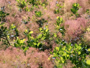 Ilustracja rośliny perukowiec podolski 'young lady'
