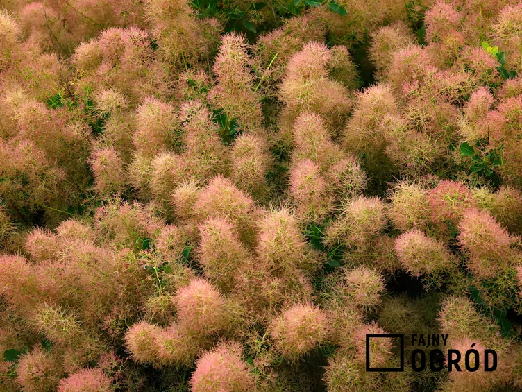 Perukowiec young lady