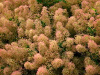 Perukowiec podolski 'Young Lady' - zdjęcie 2