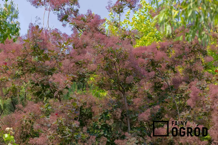 Perukowiec podolski 'Young Lady'