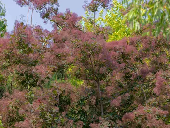 Perukowiec podolski 'Young Lady' - zdjęcie 3
