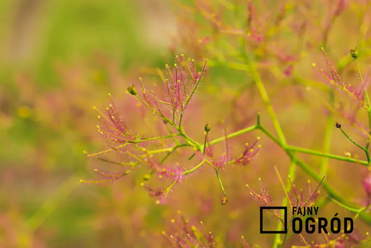 Perukowiec podolski 'Young Lady'