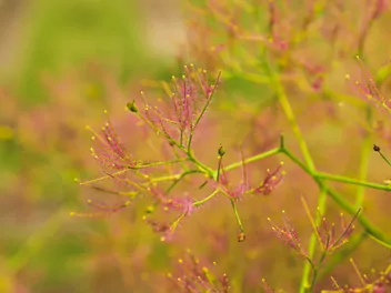 Perukowiec podolski 'Young Lady' - zdjęcie 4