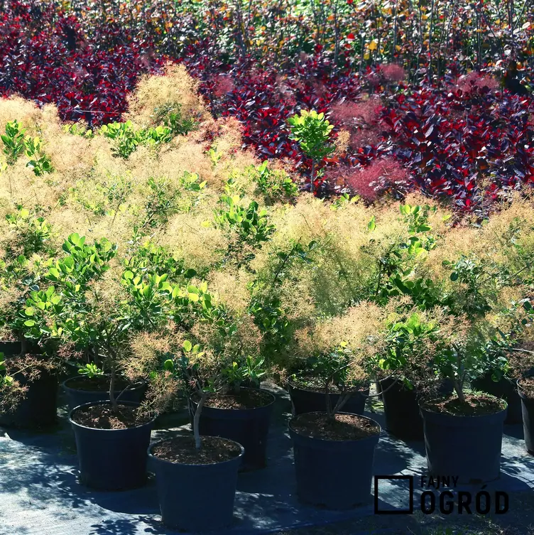 Perukowiec podolski 'Young Lady' - zdjęcie 5