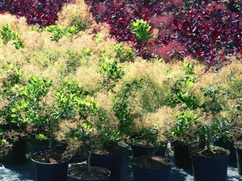 Perukowiec podolski 'Young Lady' - zdjęcie 5