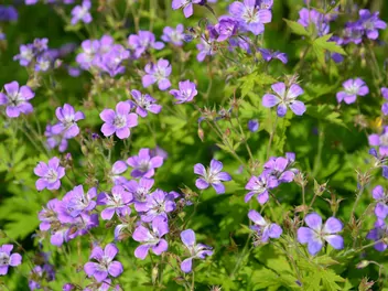 Bodziszek leśny - zdjęcie 2
