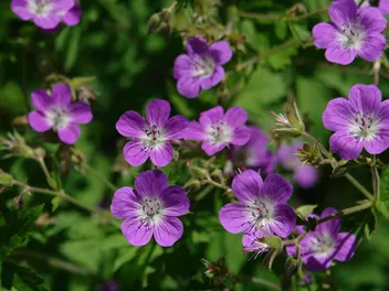 Bodziszek leśny - zdjęcie 3