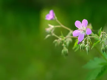 Bodziszek leśny - zdjęcie 4