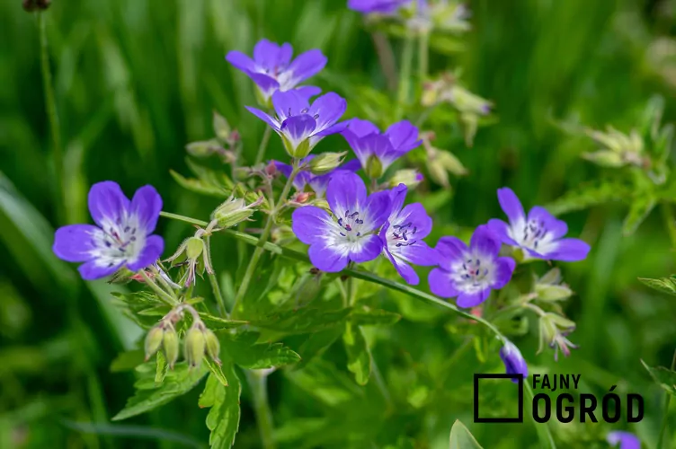 Bodziszek leśny - zdjęcie 5