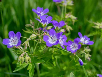 Bodziszek leśny - zdjęcie 5