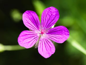 Ilustracja rośliny bodziszek leśny