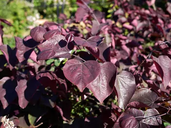 Judaszowiec kanadyjski 'Forest Pansy' - zdjęcie 2