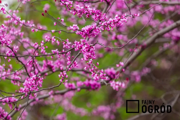 Judaszowiec kanadyjski 'Forest Pansy'