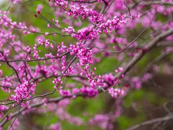 Judaszowiec kanadyjski 'Forest Pansy' - zdjęcie 3