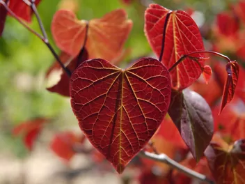 Judaszowiec kanadyjski 'Forest Pansy' - zdjęcie 4