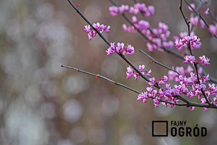 Judaszowiec kanadyjski 'Forest Pansy' - zdjęcie 5