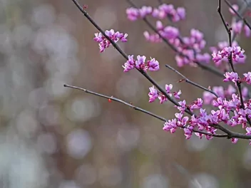 Judaszowiec kanadyjski 'Forest Pansy' - zdjęcie 5
