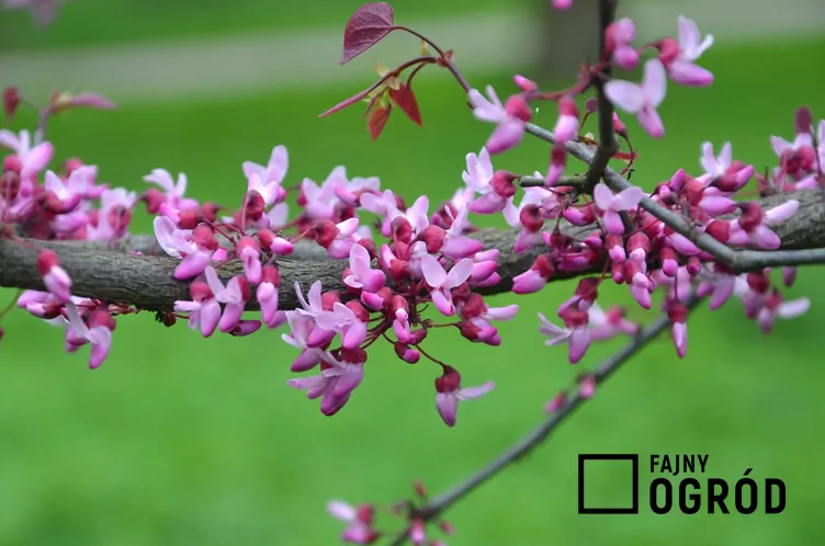 Judaszowiec kanadyjski 'Forest Pansy'