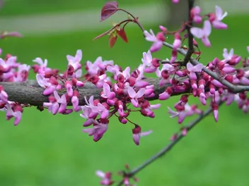 Ilustracja rośliny judaszowiec kanadyjski 'forest pansy'