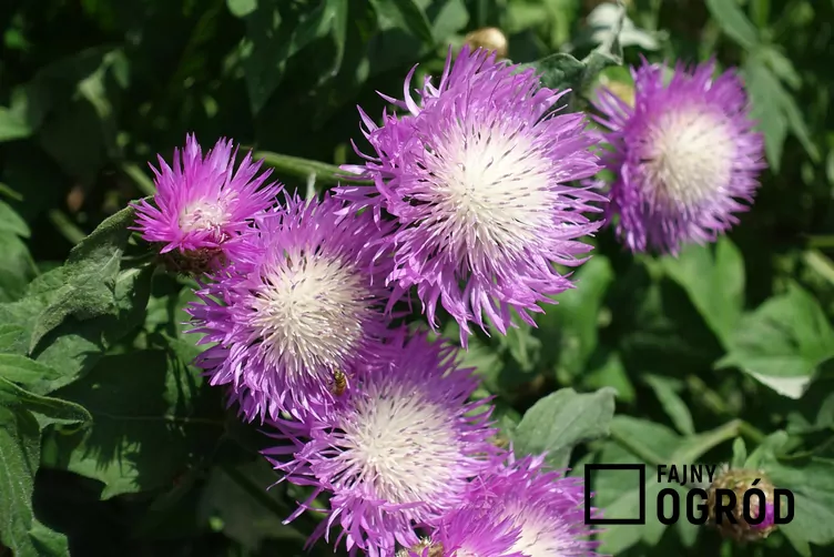 Psephellus dealbatus