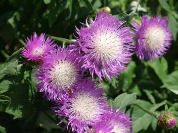 Chaber białawy - zdjęcie 2