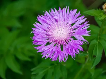 Chaber białawy - zdjęcie 3