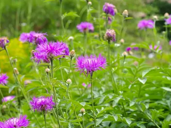 Chaber białawy - zdjęcie 4