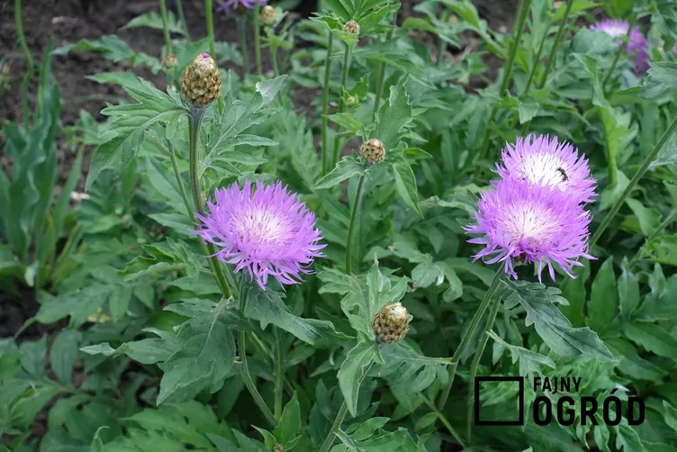 Chaber białawy - zdjęcie 5