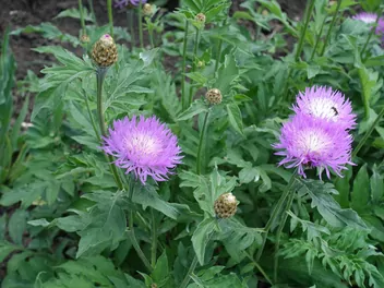 Chaber białawy - zdjęcie 5