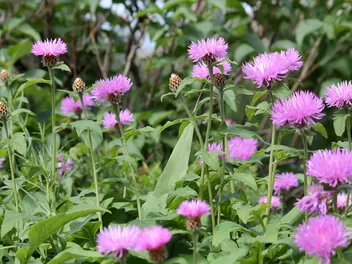 Ilustracja rośliny chaber białawy