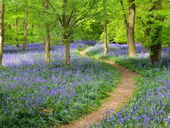 Hiacyntowiec zwyczajny - zdjęcie 2