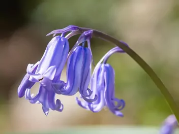 Hiacyntowiec zwyczajny - zdjęcie 3