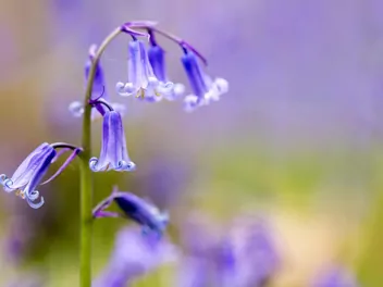 Hiacyntowiec zwyczajny - zdjęcie 4