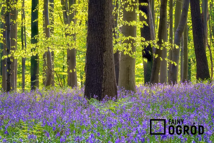 Hiacyntowiec zwyczajny - zdjęcie 5