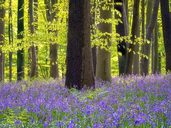 Hiacyntowiec zwyczajny - zdjęcie 5