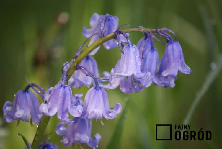 Hiacyntowiec zwyczajny