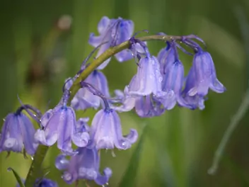 Ilustracja rośliny hiacyntowiec zwyczajny