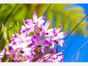 Dendrobium szlachetne - zdjęcie 3