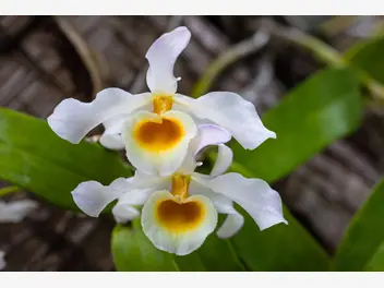 Dendrobium szlachetne - zdjęcie 1