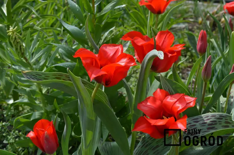 Zdjęcie przedstawia tulipan greiga