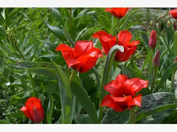 Ilustracja rośliny tulipan greiga