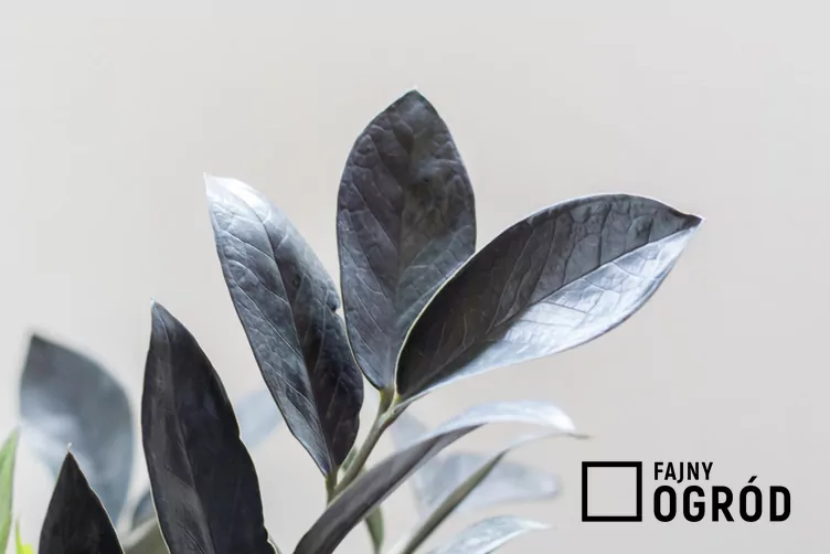 zamiokulkas-supernova-1 Zamiokulkas zamiolistny 'Supernova'