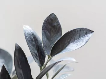 Ilustracja rośliny zamiokulkas zamiolistny 'supernova'