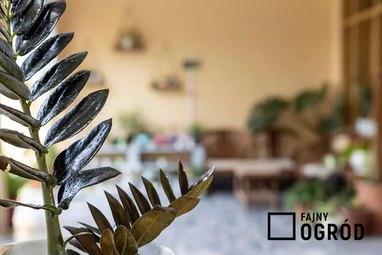 Zamiokulkas supernova Zamiokulkas supernova